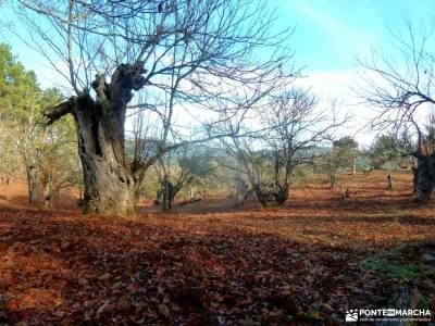 Sierra Aracena-Minas RíoTinto;madroño rutas viajar solo grazalema camino a casa